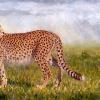 "Heading for a Quiet Place"
oil  6" x 12"
SOLD  -    this is a painting of a very pregnant cheetah that I saw in Kenya. She was looking for a safe, quiet place to birth her cubs.
