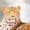 "Amur" oil  9" x 12"  - available - one of the rarest of all the big cats.