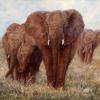 "Elephant Walk"   oil  22" x 28" -2009 Juried into the WAOW National Membership show at the Saks Gallery, Cherry Creek, CO.
2008 OPA National Membership Show at the Dana Gallery in Missoula, MT.