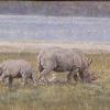 Al Fresco" - 6" x 12" 
Rhinos at Lake Nakuro Kenya