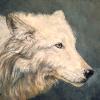 "Artic Wolf"  oil  qq" x 14"  - SOLD