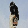 "Sentry"  12" x 9" oil
A crow watches over the thermal grounds in Yellowstone.