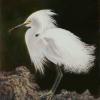"Pretty In White" 12" x 9" - oil
Egret 