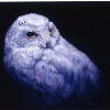 "Snowy Owl"  oil  11" x 14" - available
